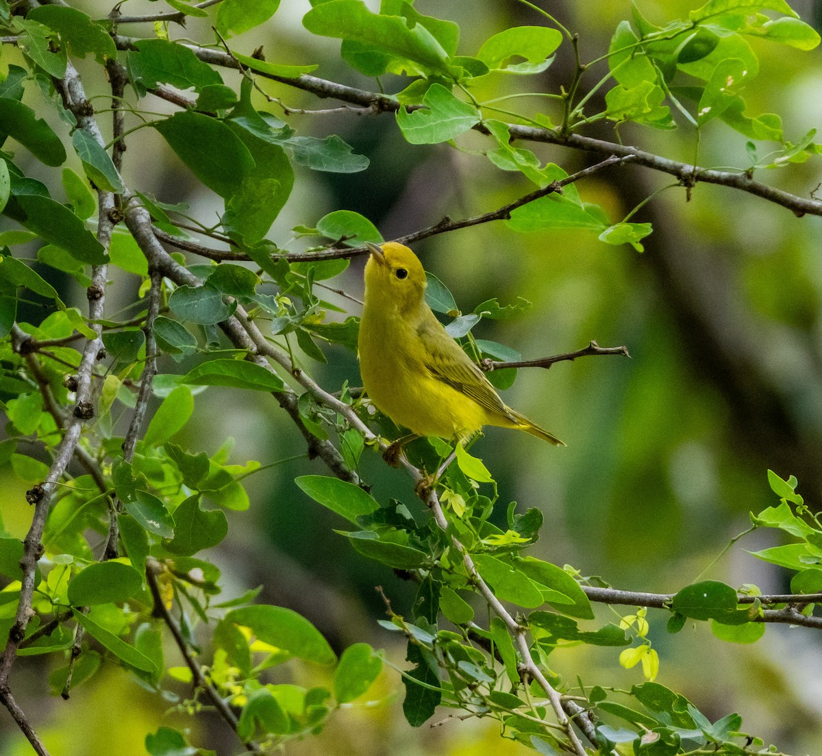 Yellow Warbler - ML643547322