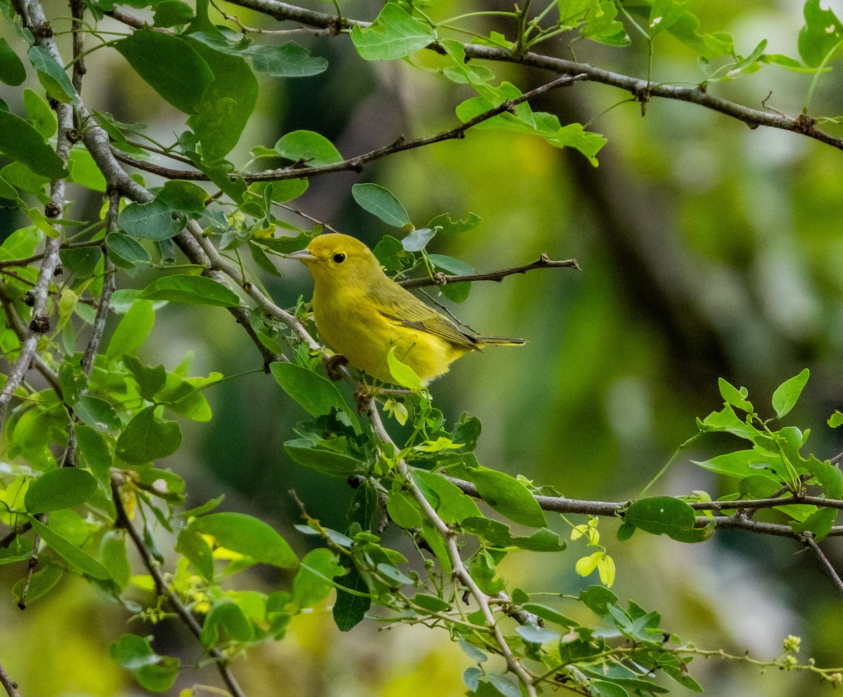 Yellow Warbler - ML643547323