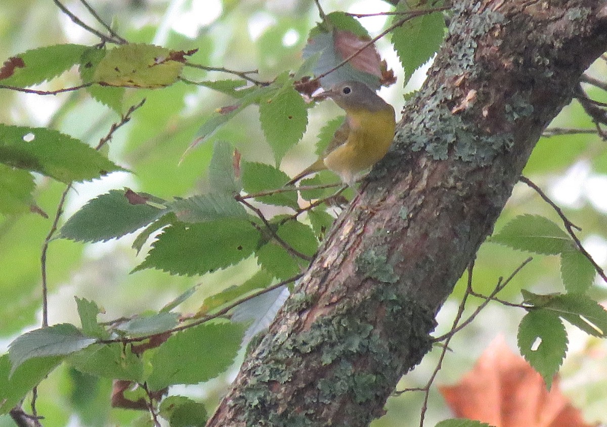 Nashville Warbler - ML643547327