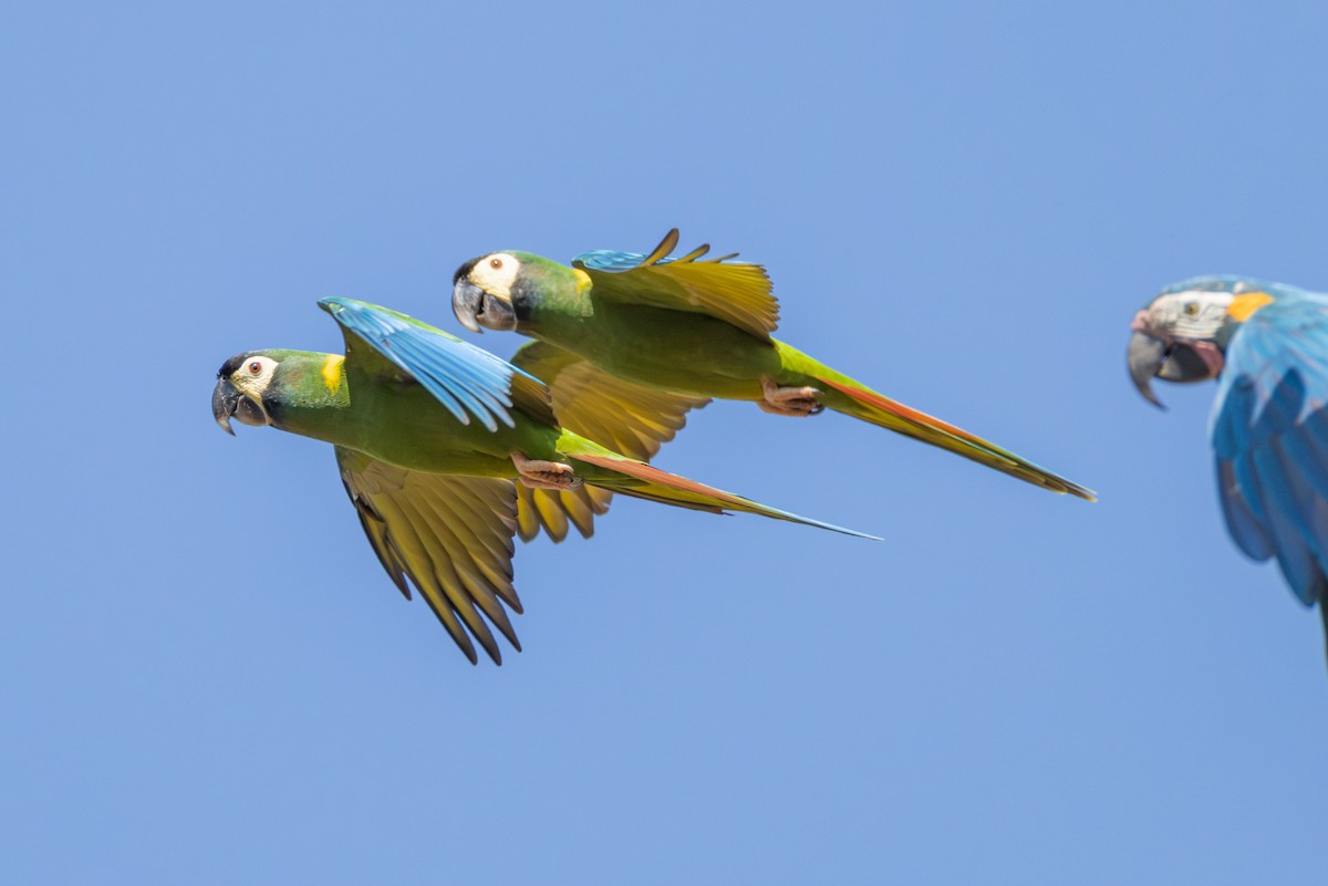 Yellow-collared Macaw - ML643547352