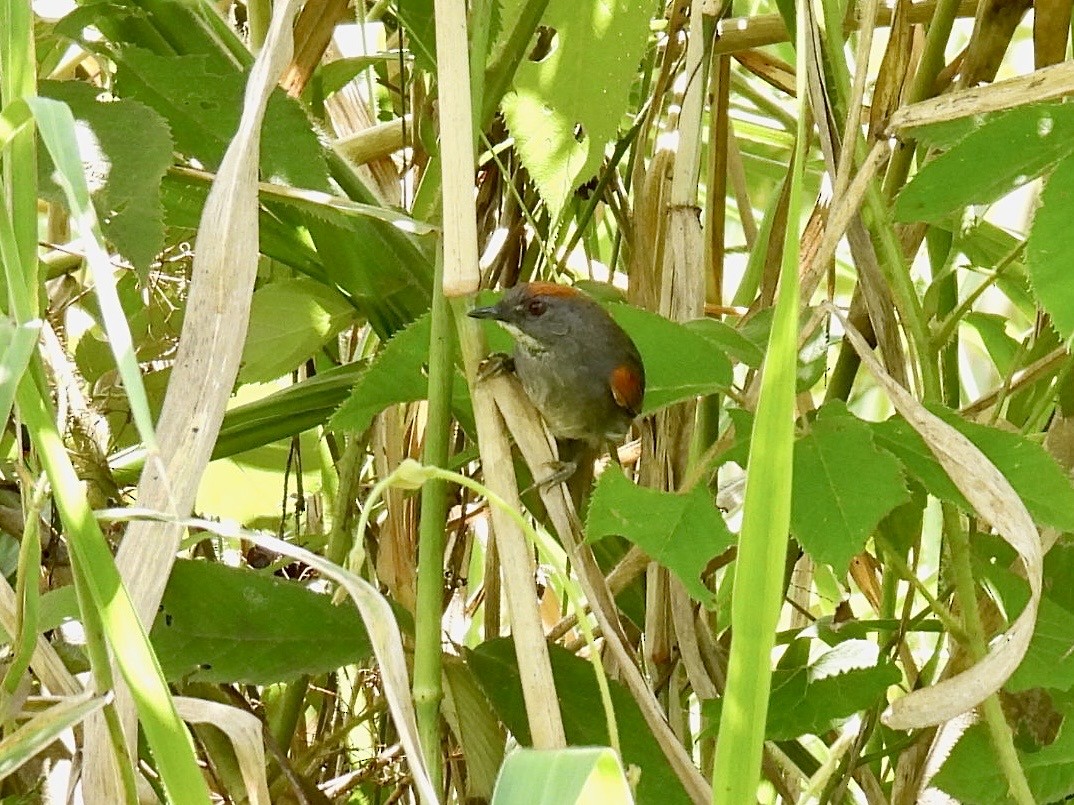 Dark-breasted Spinetail - ML643547353