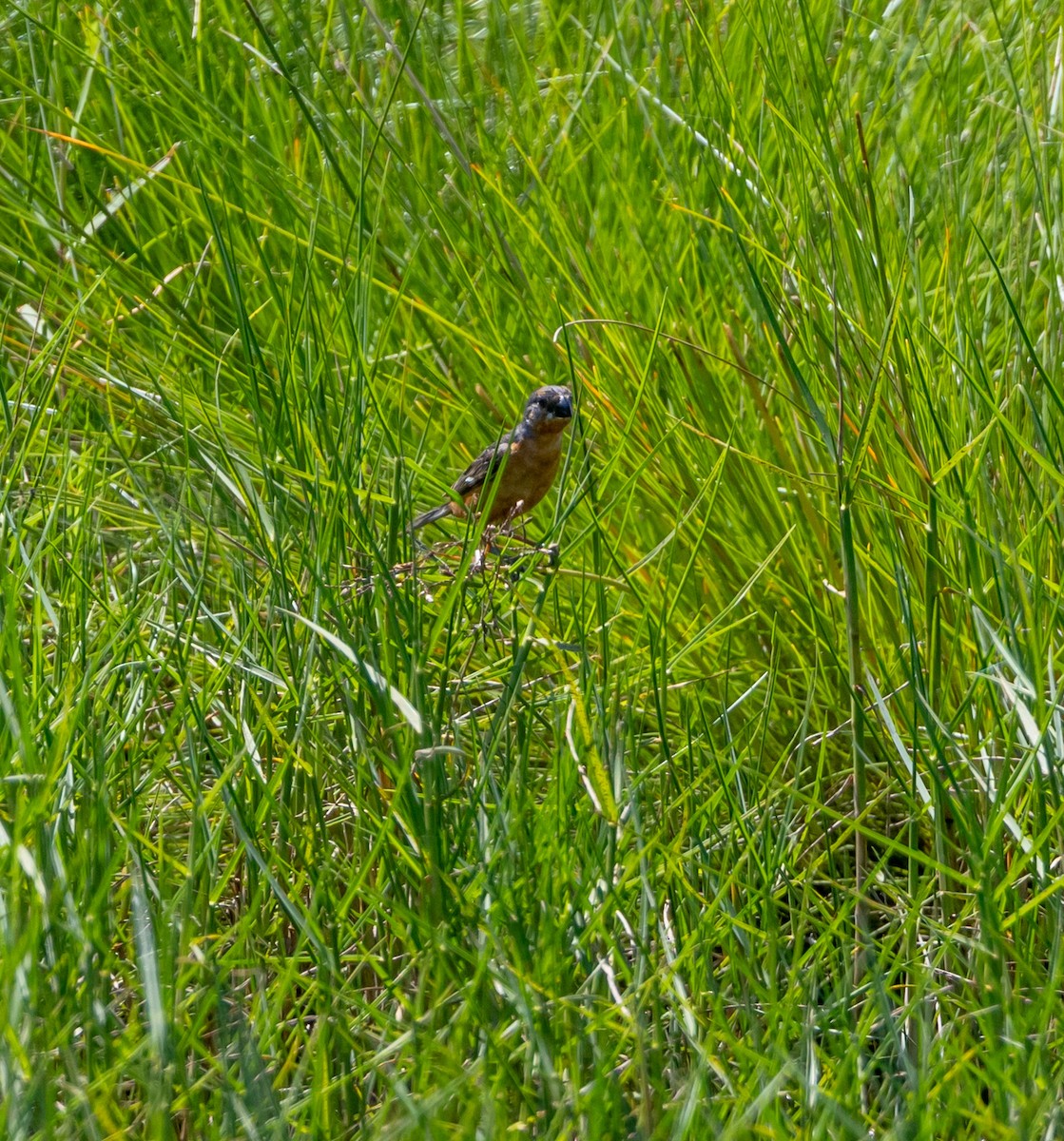 Ruddy-breasted Seedeater - ML643547389