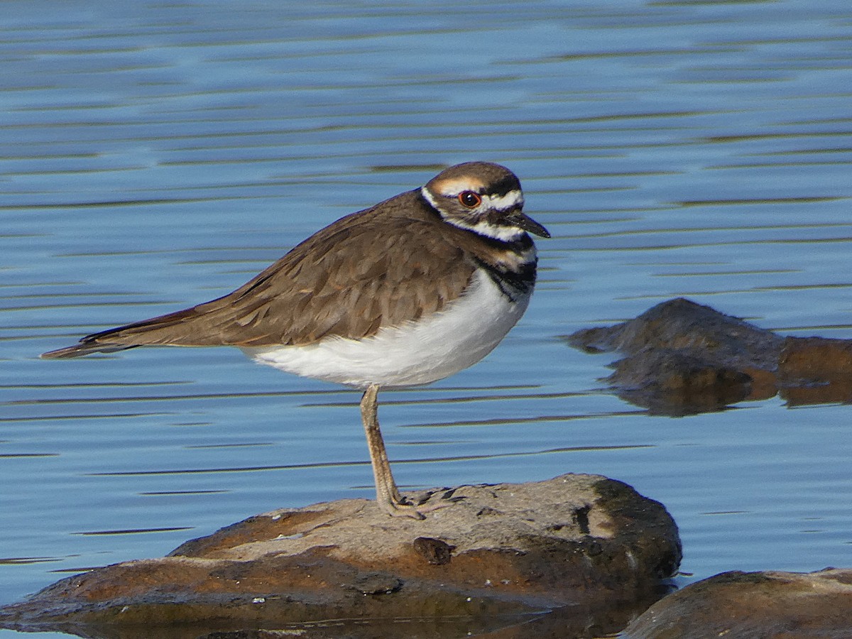 Killdeer - ML643547407