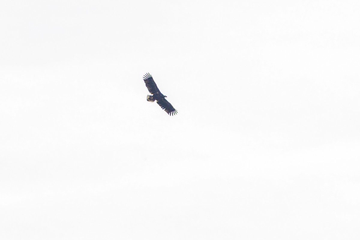 Seeadler - ML643547408