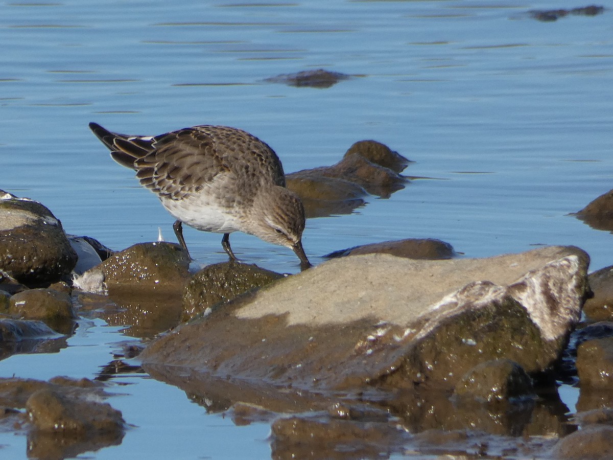 Weißbürzel-Strandläufer - ML643547414
