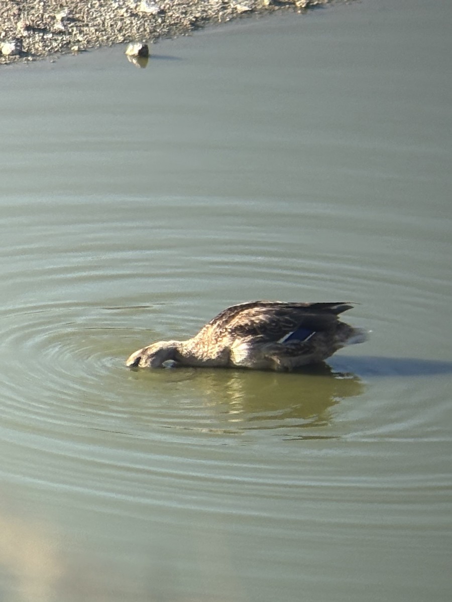 Ente, unbestimmt - ML643547453
