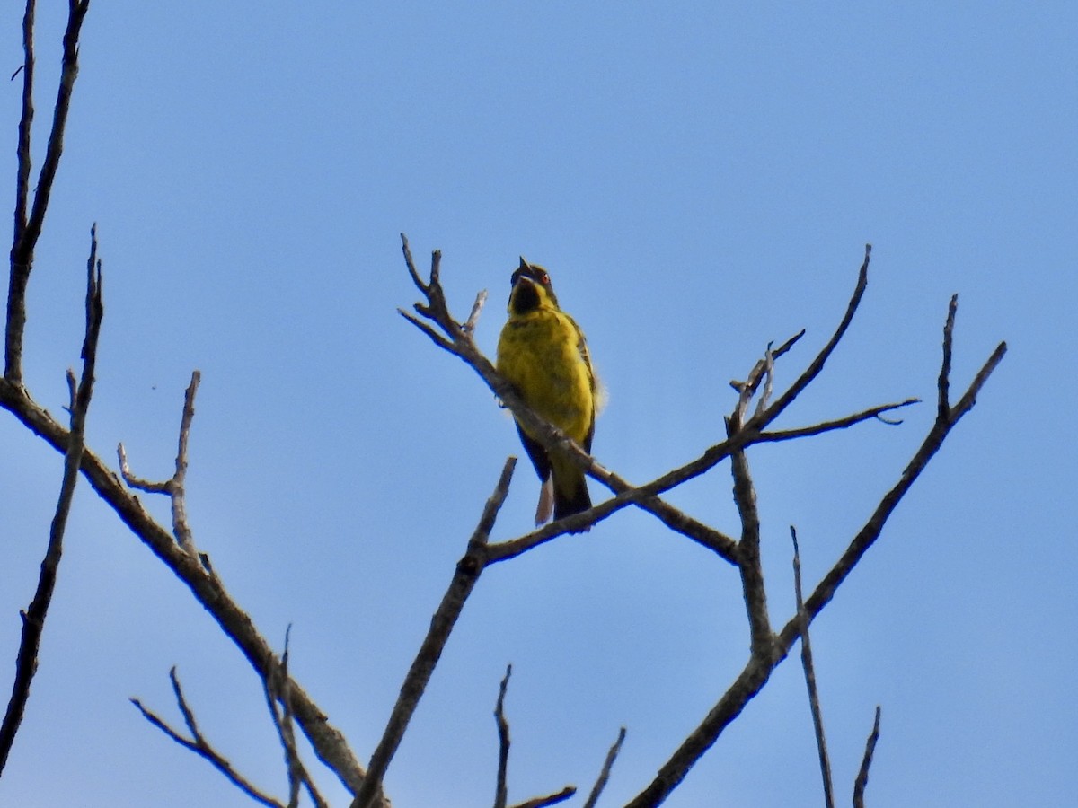Yellow-bellied Dacnis - ML643547456