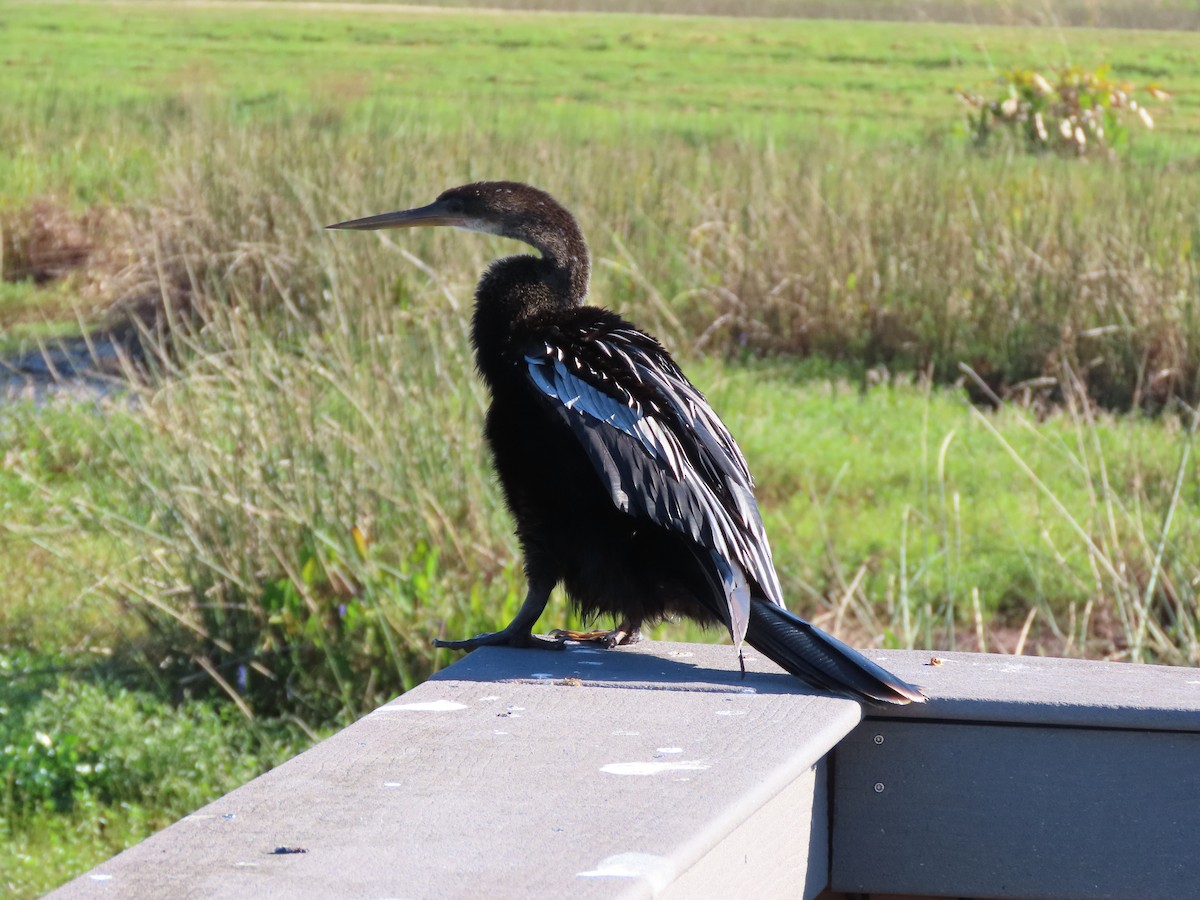 Anhinga - ML643547458