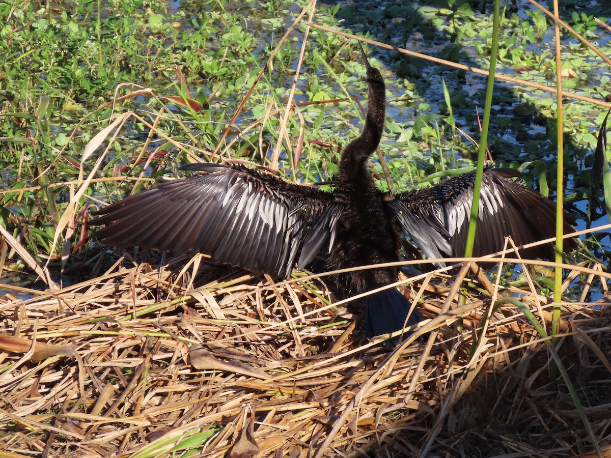 Anhinga - ML643547460
