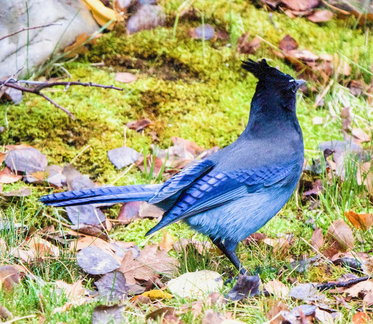 Steller's Jay - ML643547496