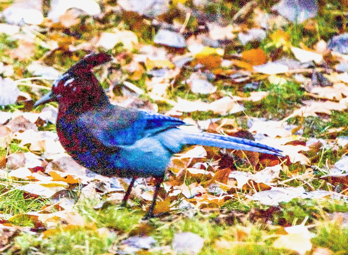 Steller's Jay - ML643547497