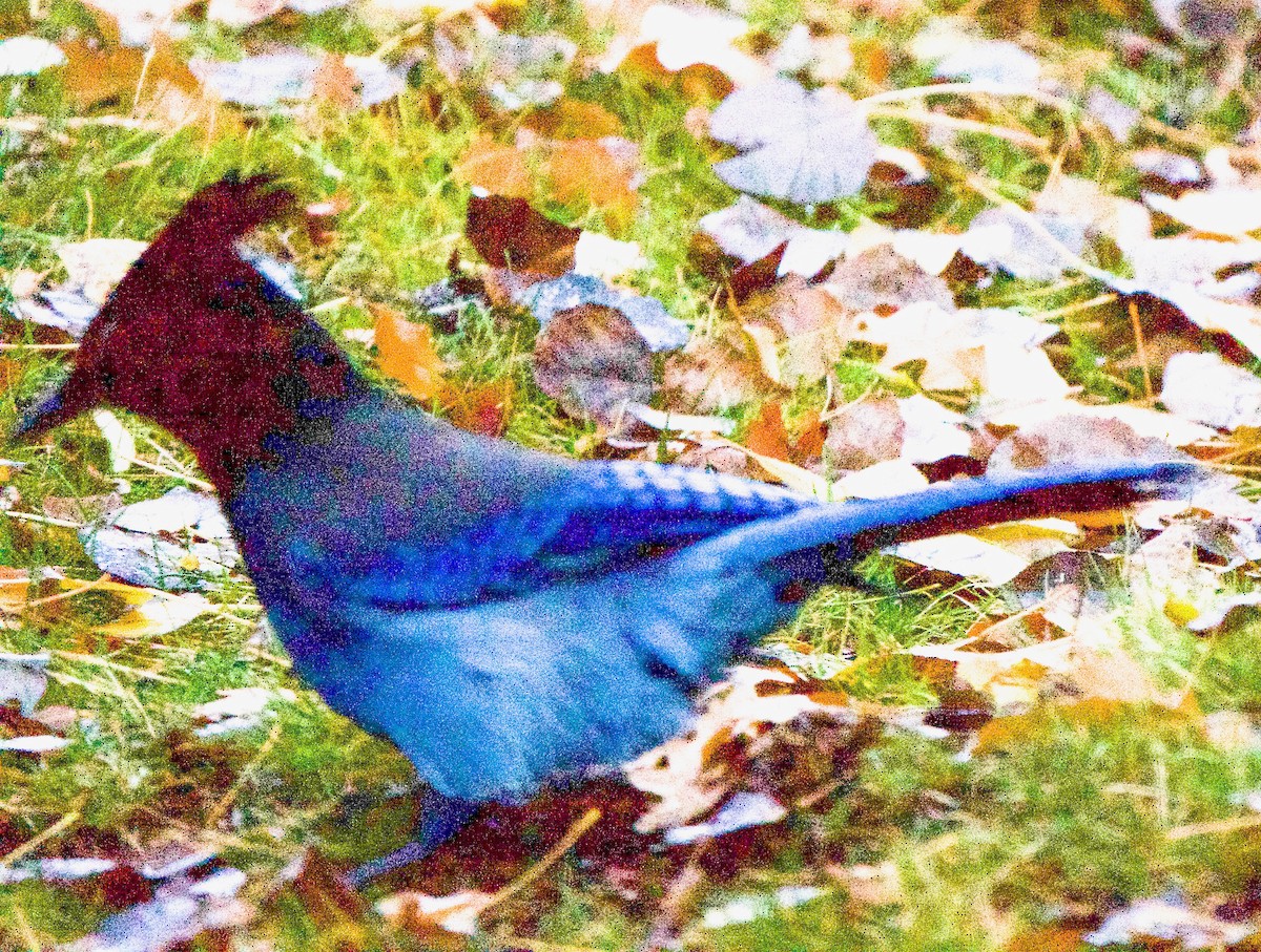 Steller's Jay - ML643547498