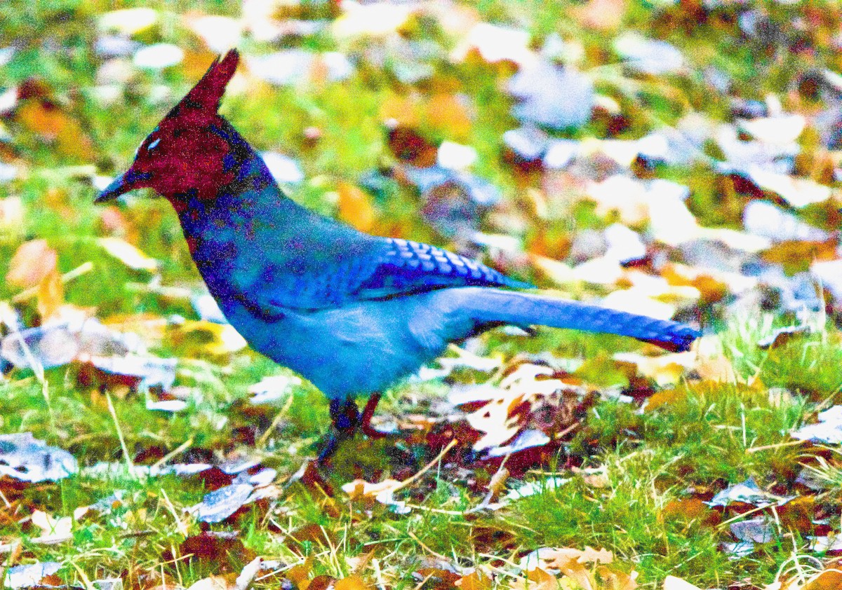 Steller's Jay - ML643547499