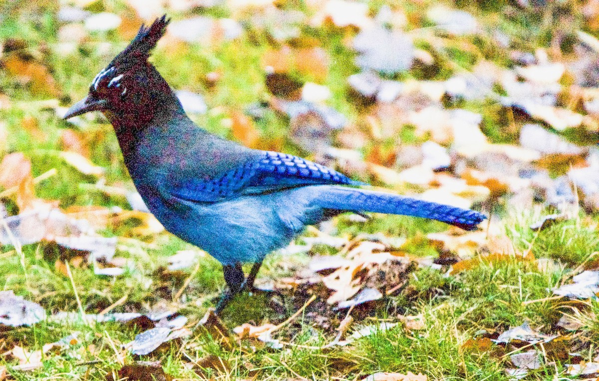 Steller's Jay - ML643547500