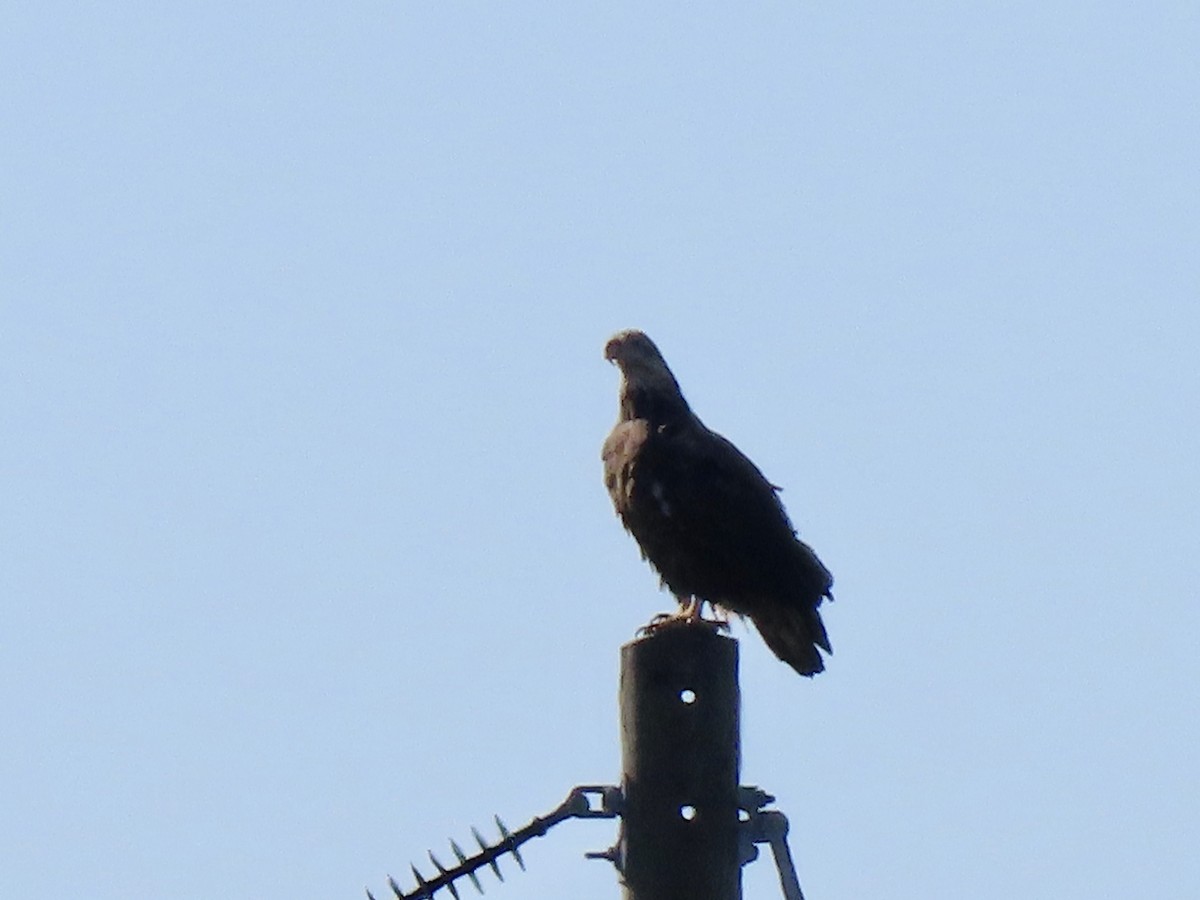 Bald Eagle - ML643547518