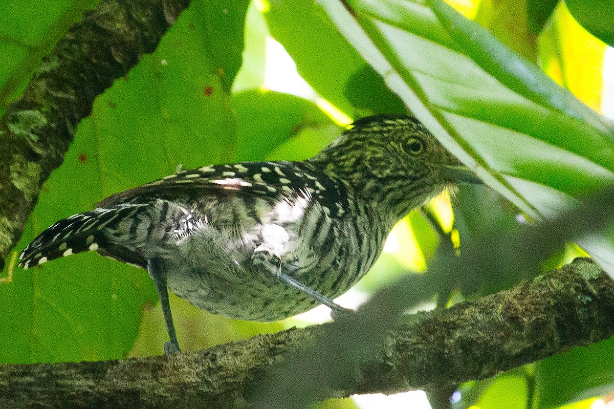 Barred Antshrike - ML643547519