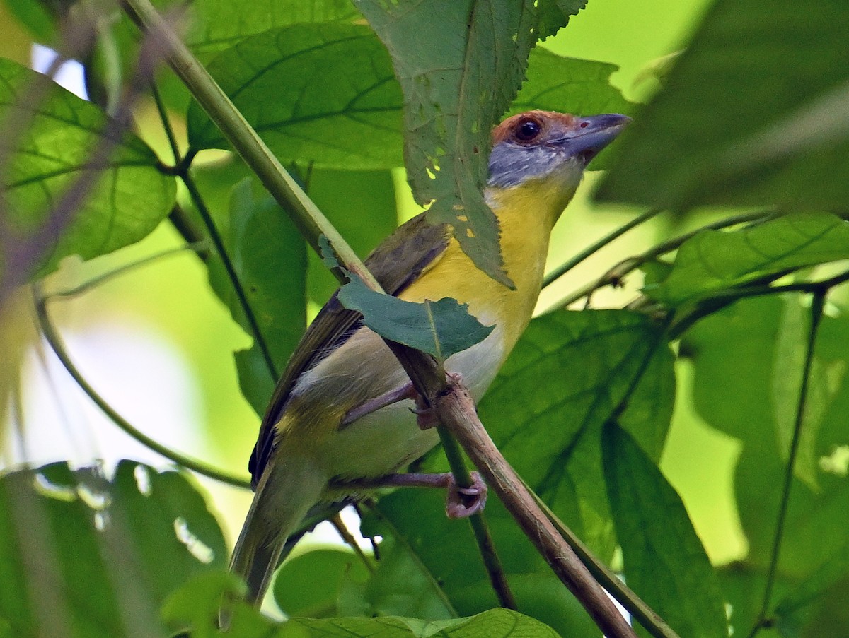 Rufous-browed Peppershrike - ML643547523