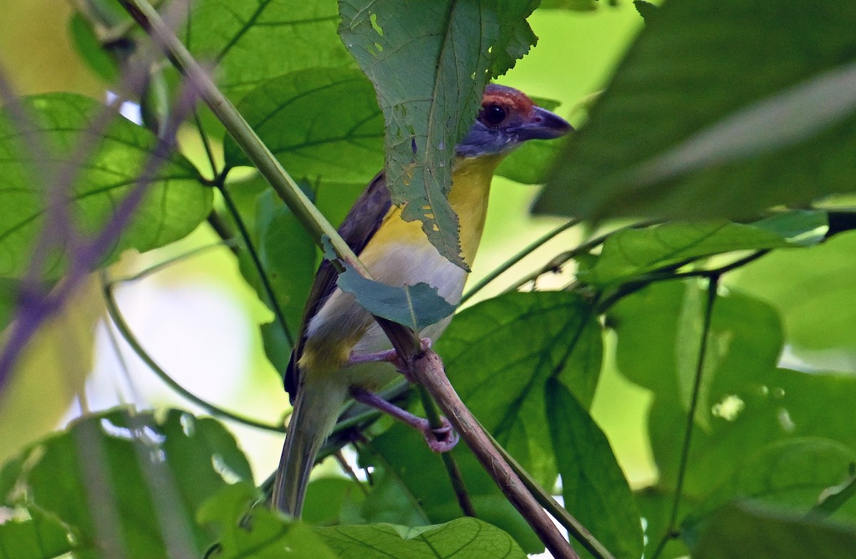 Rufous-browed Peppershrike - ML643547524