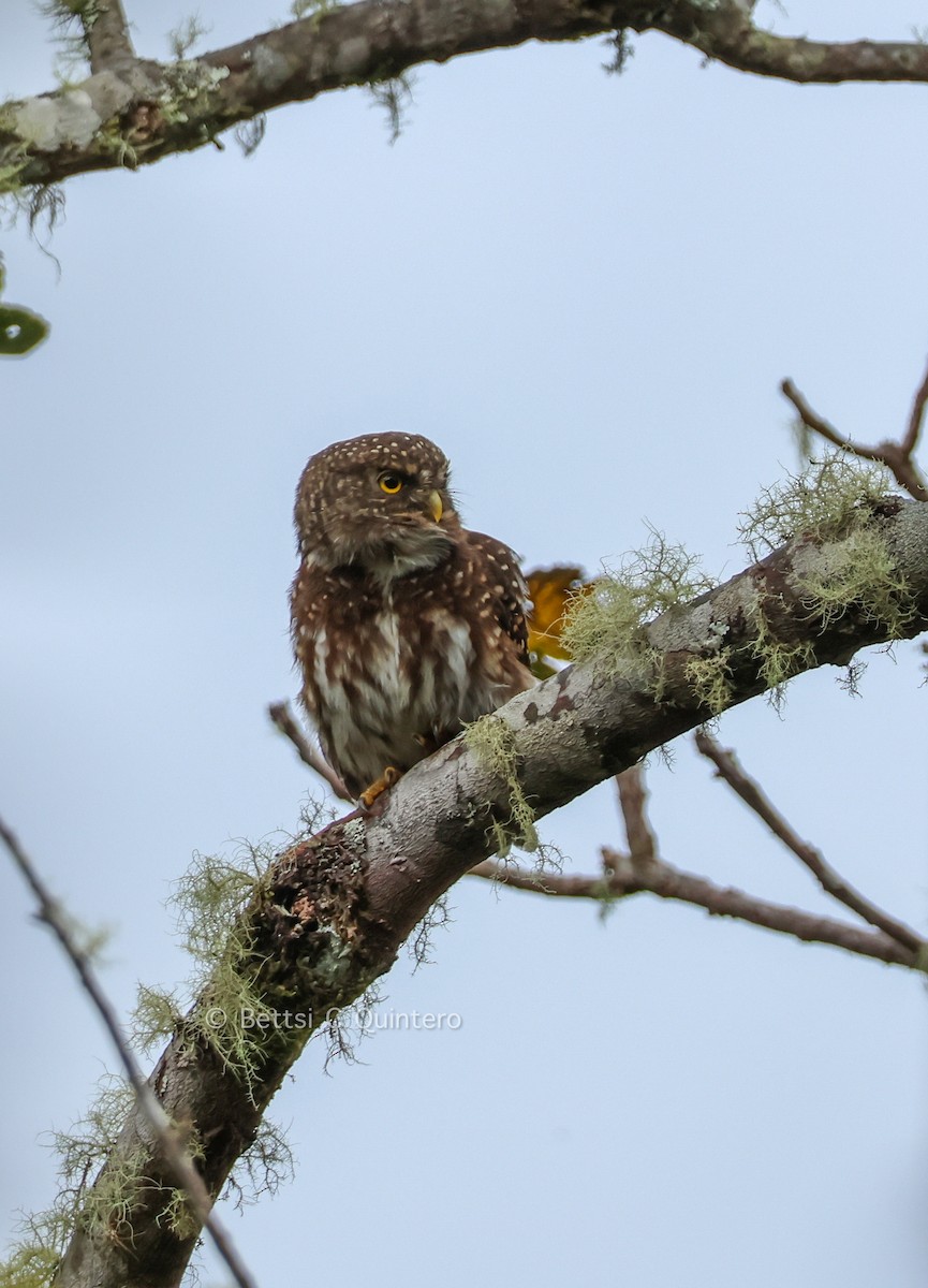 Andean Pygmy-Owl - ML643547530