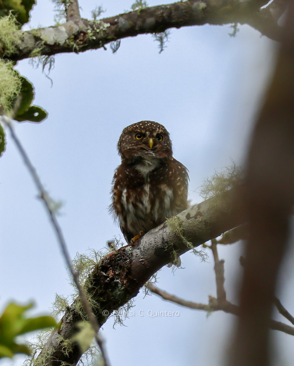 Andean Pygmy-Owl - ML643547531