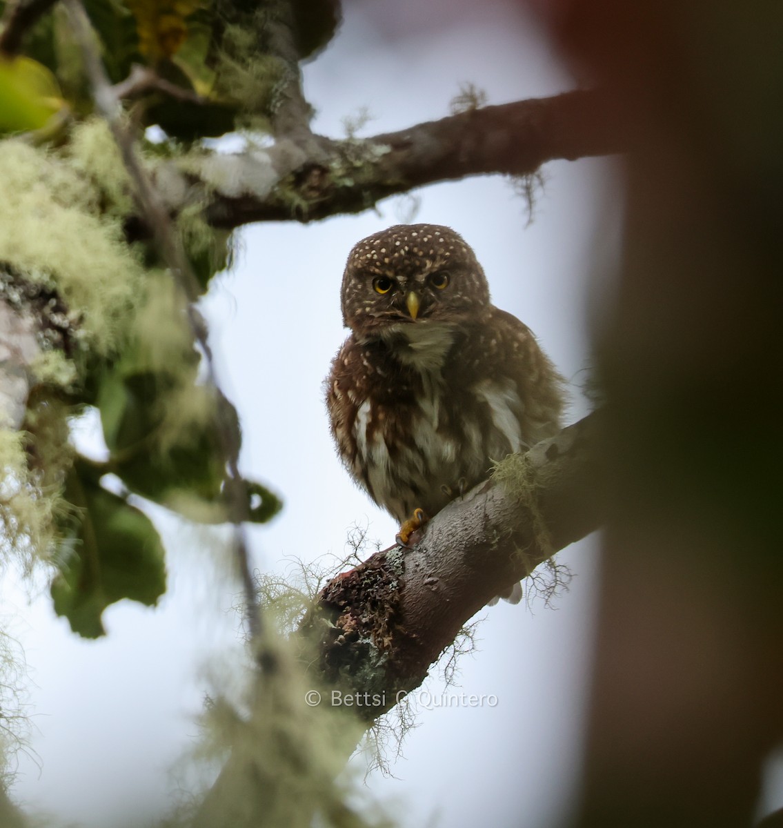 Andean Pygmy-Owl - ML643547532