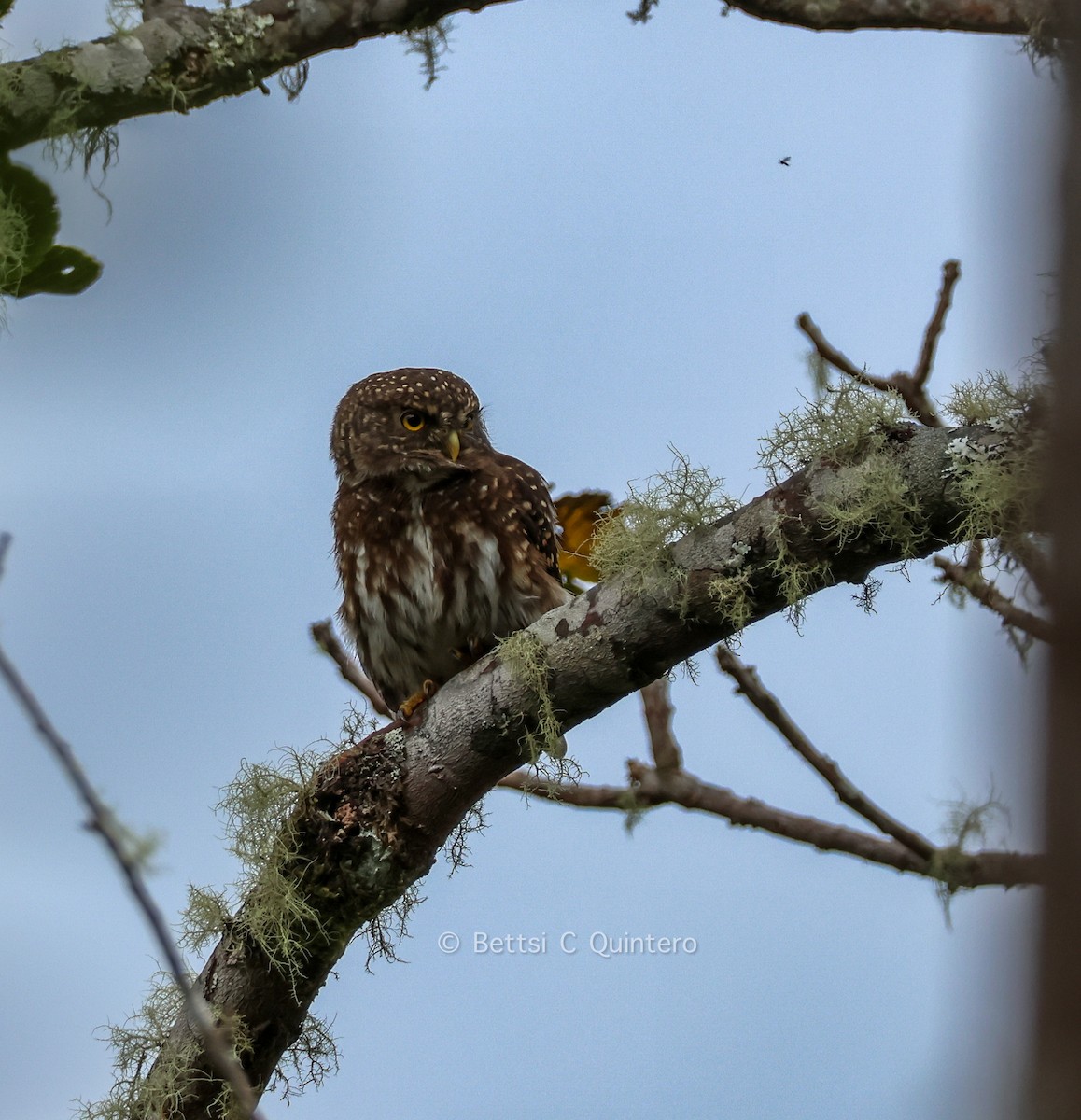 Andean Pygmy-Owl - ML643547533