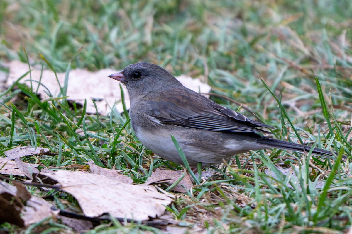 Junco ardoisé - ML643547550