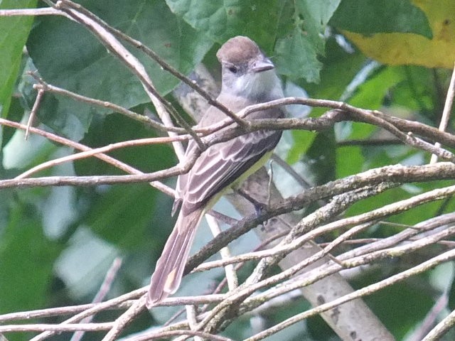 Grenada Flycatcher - ML643547555