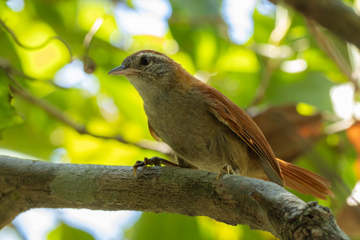 Rusty-backed Spinetail - ML643547557