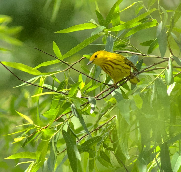 Yellow Warbler (Northern) - ML643547561