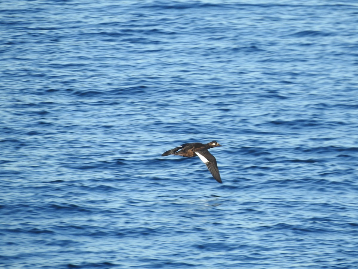 White-winged Scoter - ML643547562