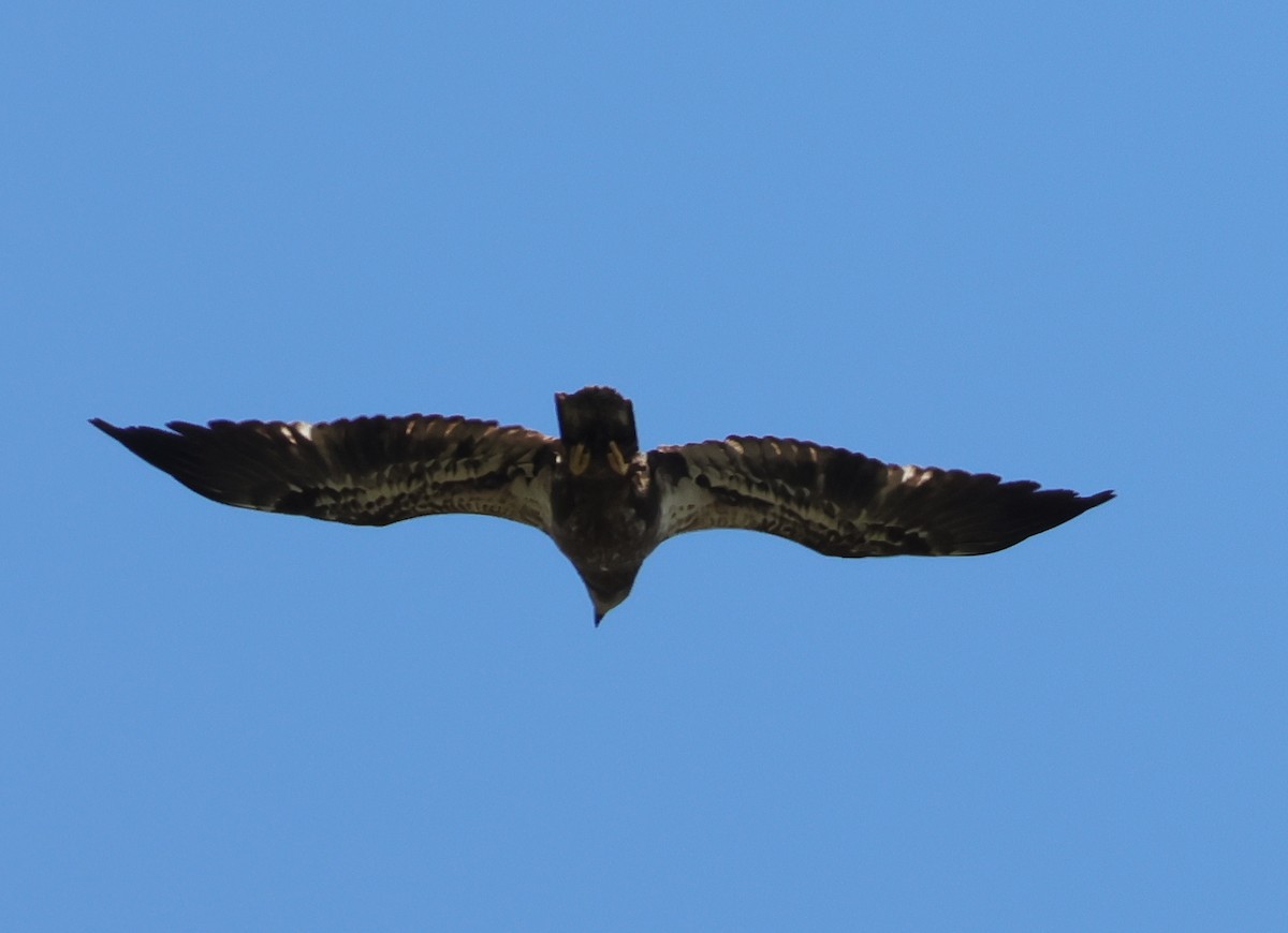 Bald Eagle - ML643547568