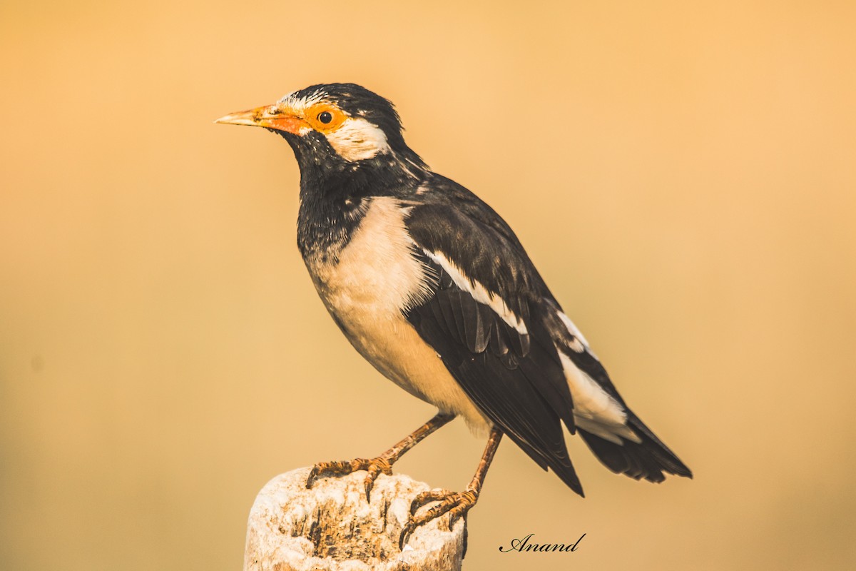 Indian Pied Starling - ML643547578