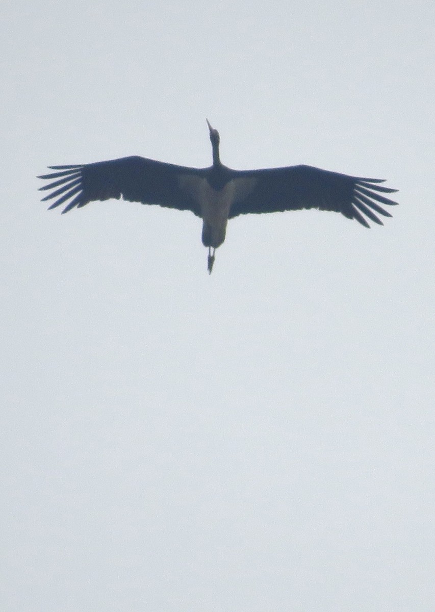 Cigogne noire - ML643547582
