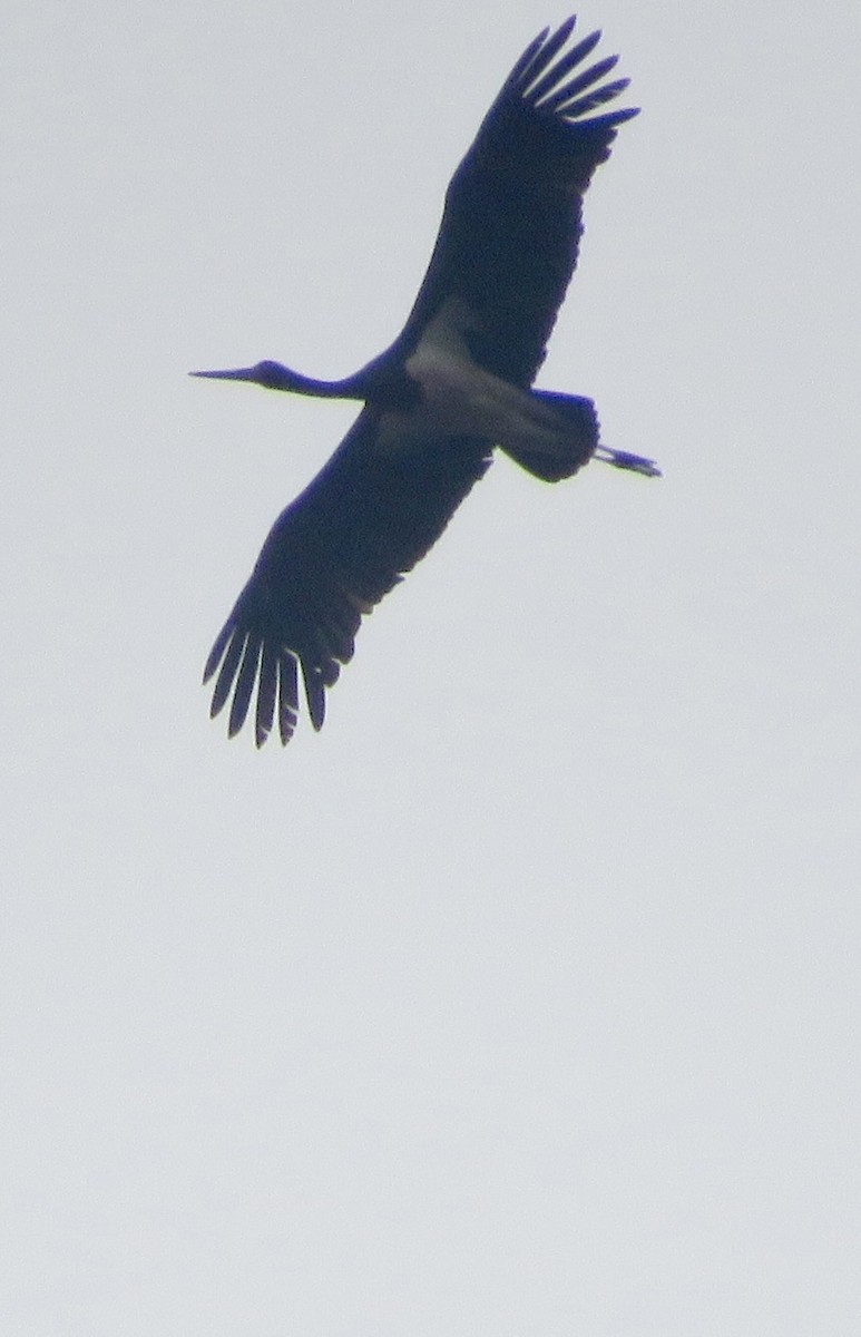 Cigogne noire - ML643547583