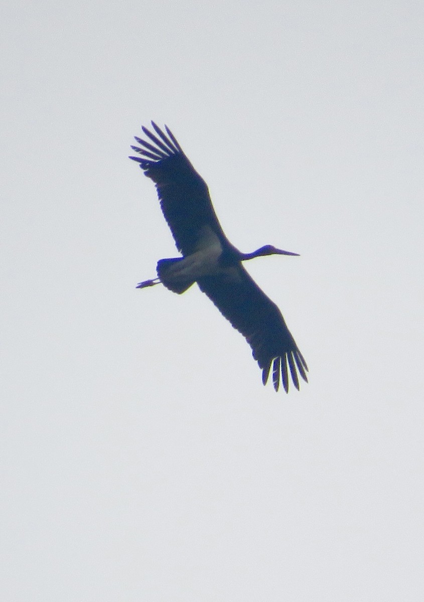 Cigogne noire - ML643547584