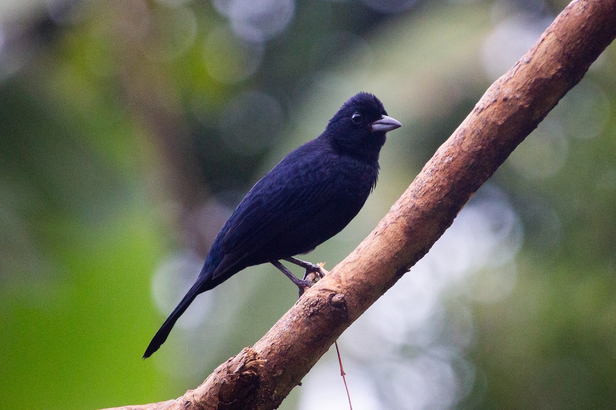 Tangara couronné - ML643547588
