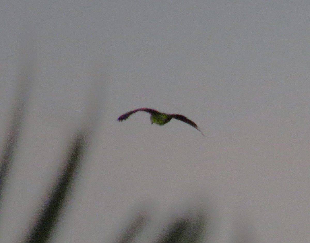 Ara vert - ML643547589