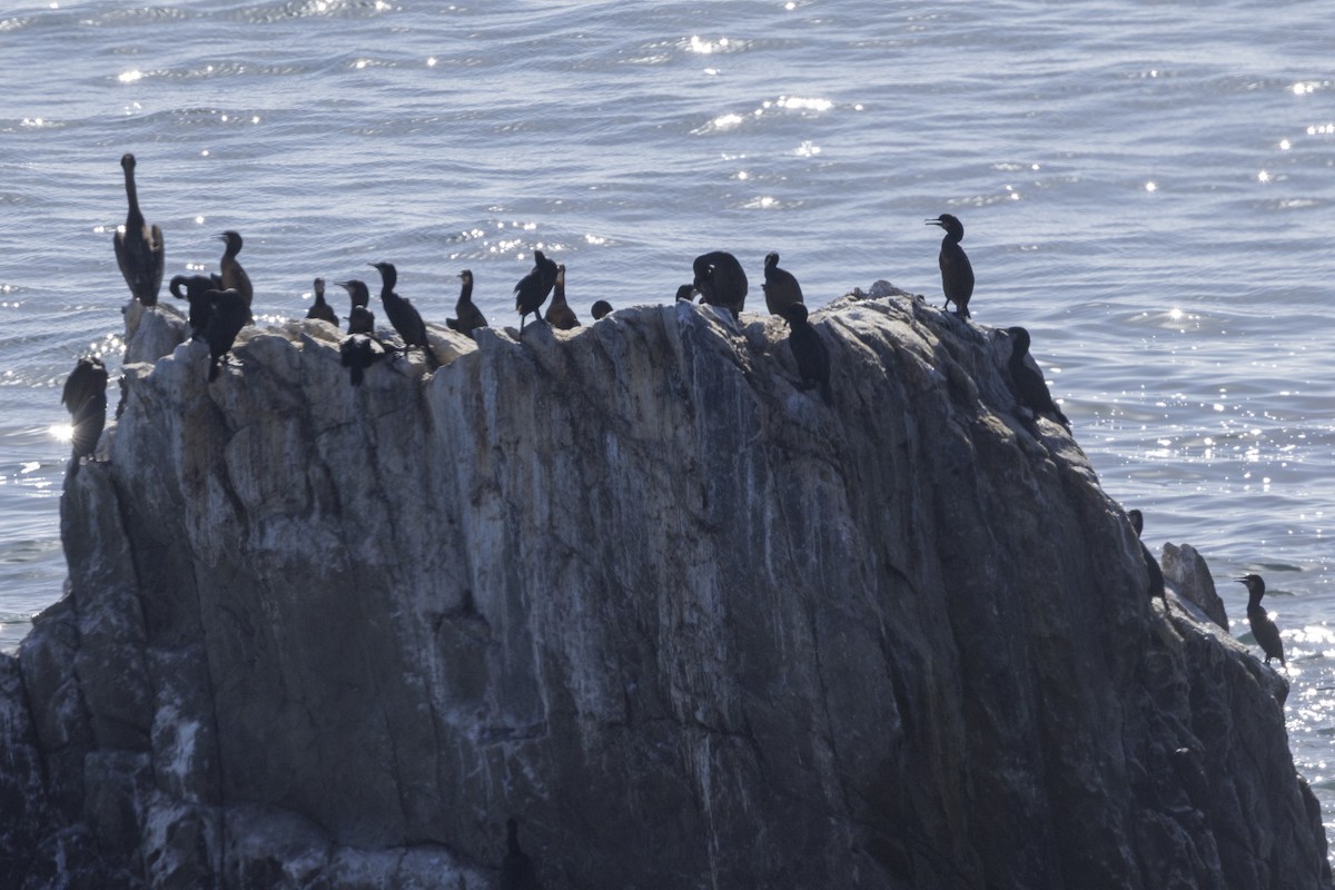 Brandt's Cormorant - ML643547597