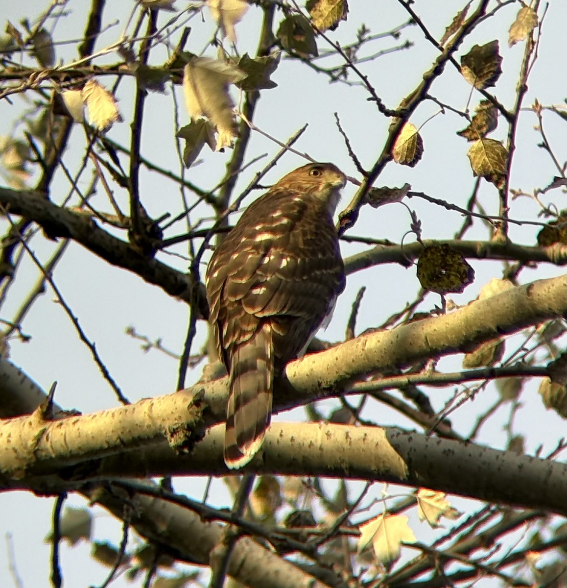 Cooper's Hawk - ML643547613