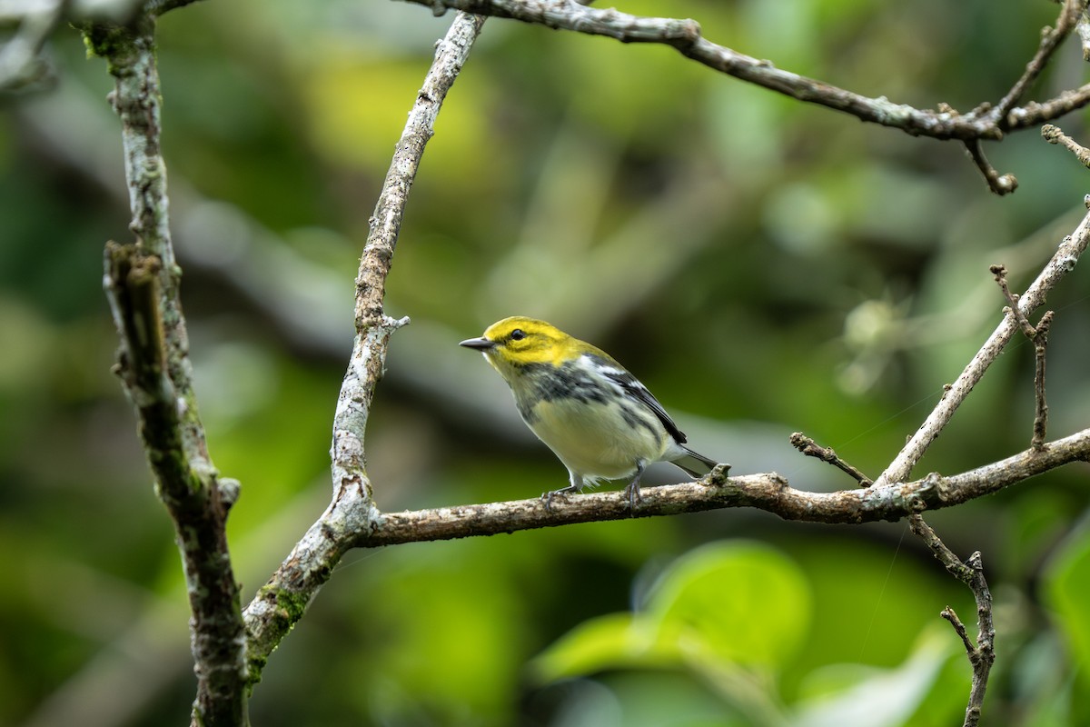 Black-throated Green Warbler - ML643547614