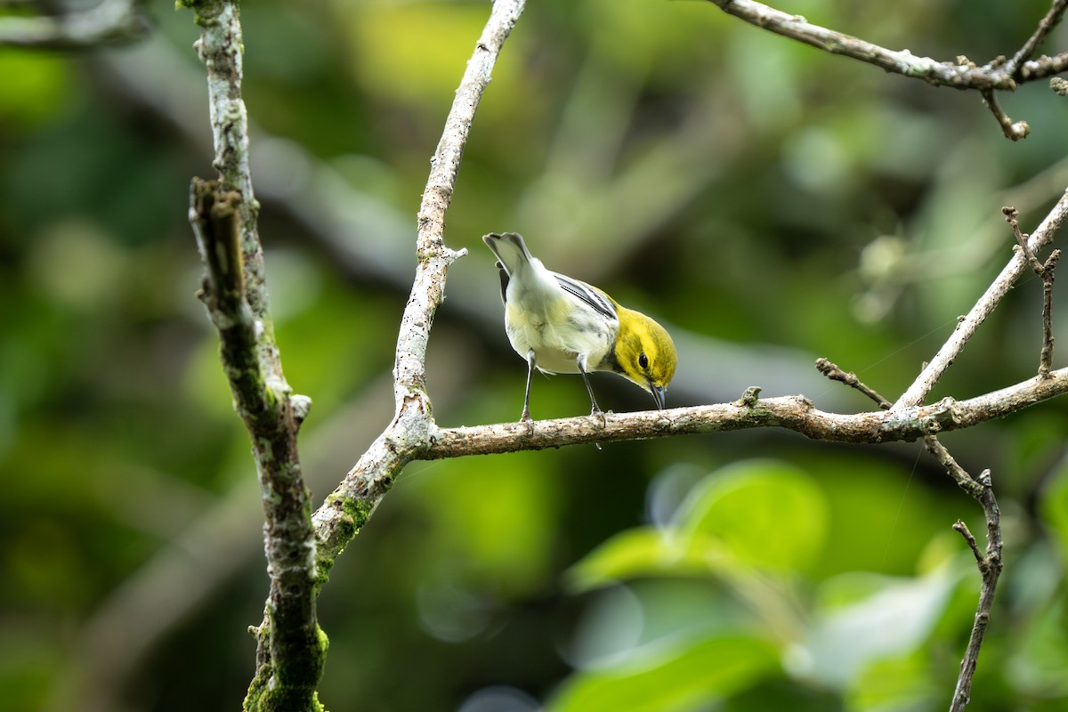 Black-throated Green Warbler - ML643547615