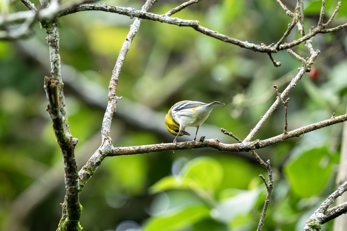 Black-throated Green Warbler - ML643547627