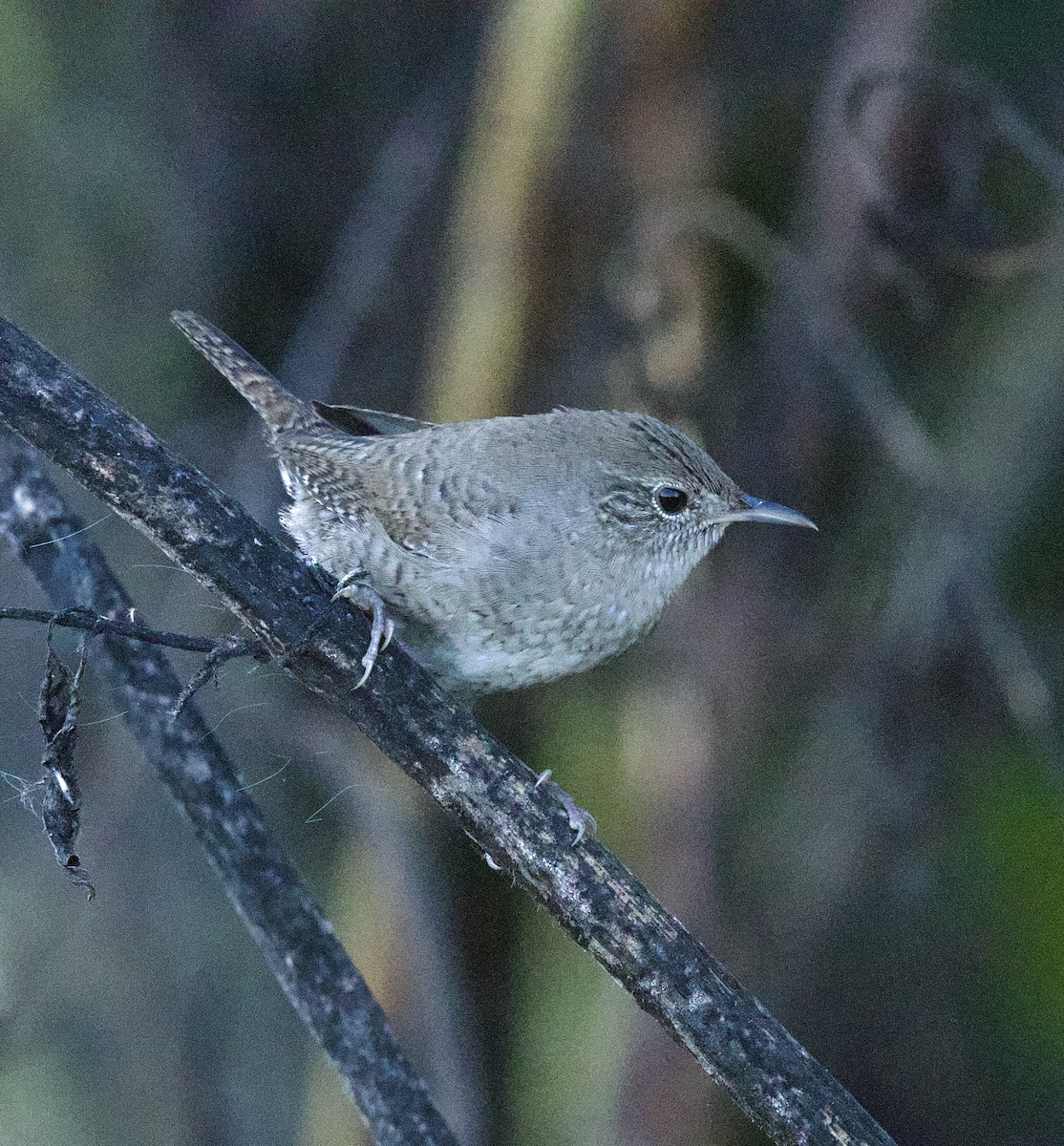 Northern House Wren - ML643547651