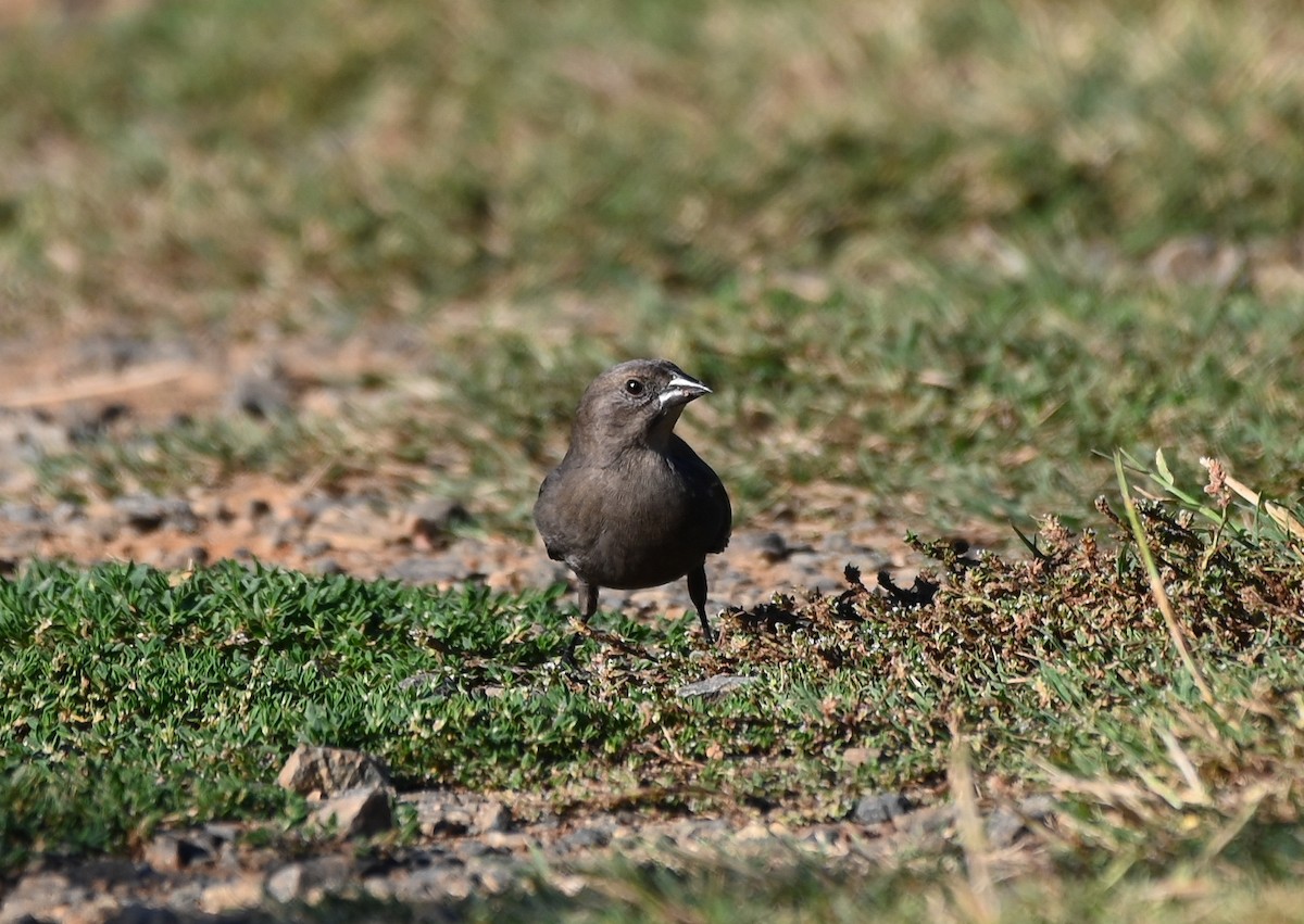 Brown-headed Cowbird - ML643547660