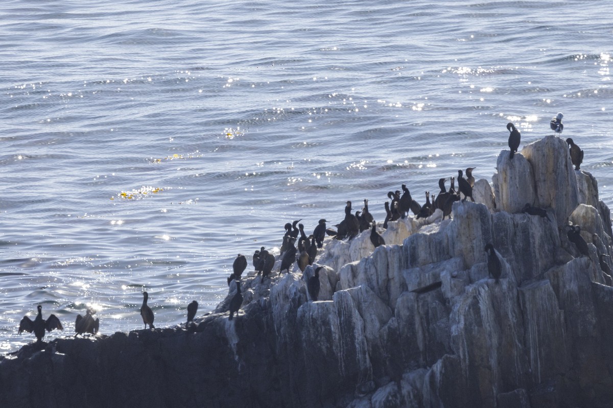 Brandt's Cormorant - ML643547668