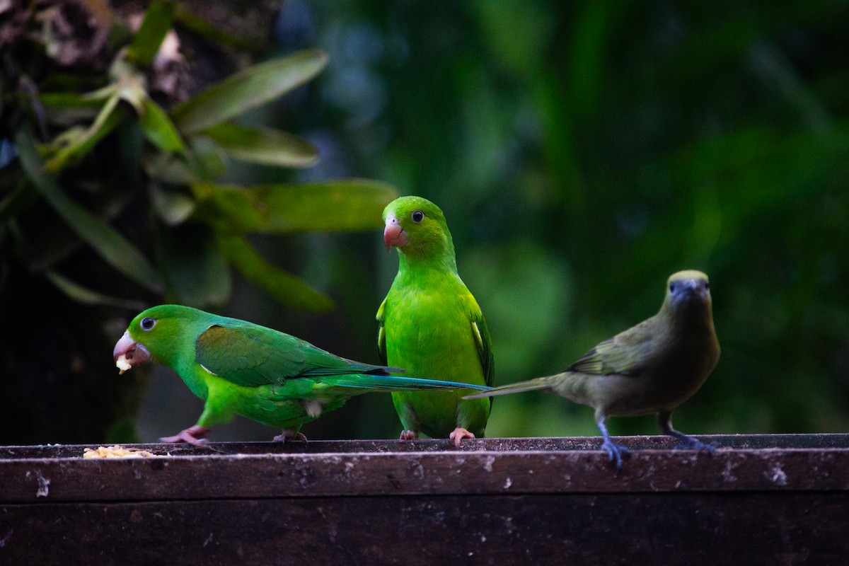 Plain Parakeet - ML643547671