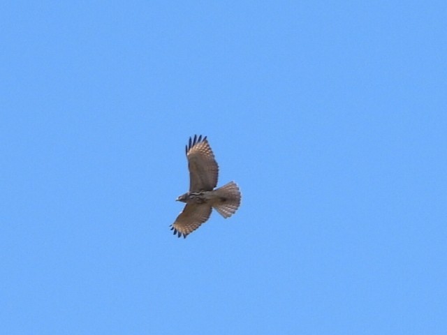 Red-shouldered Hawk - ML643547684