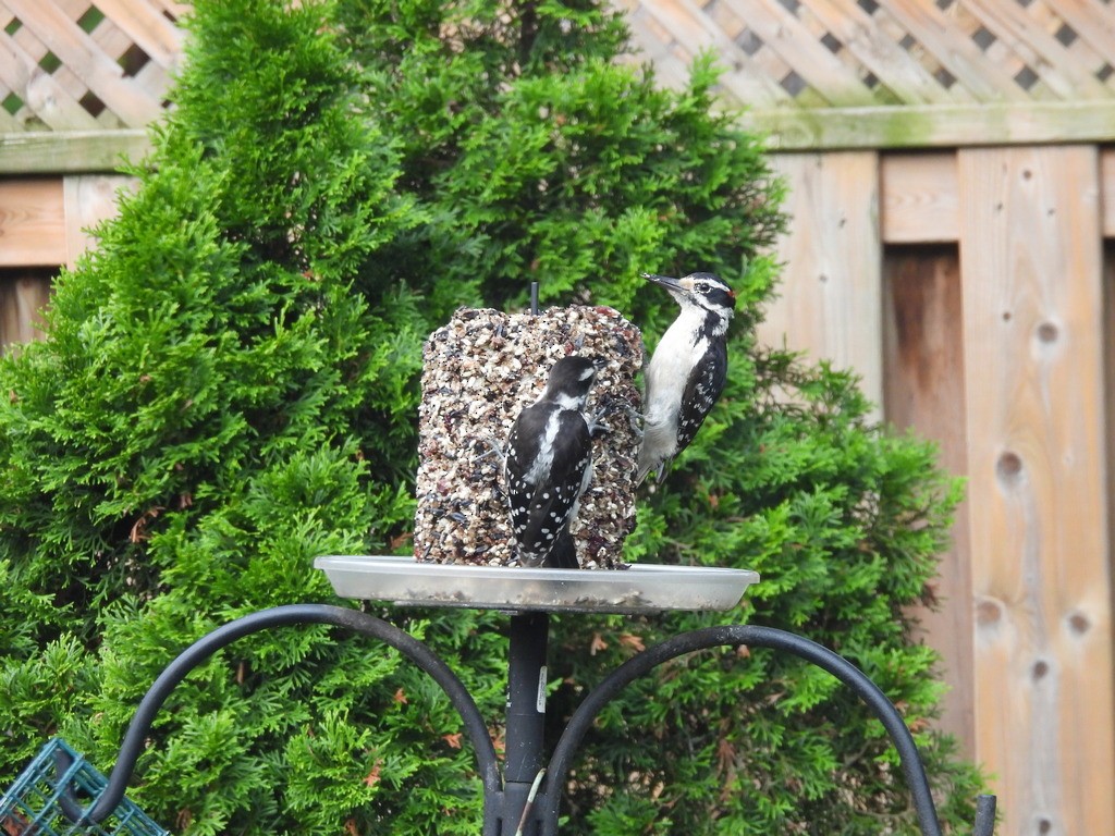 Hairy Woodpecker - ML643547691