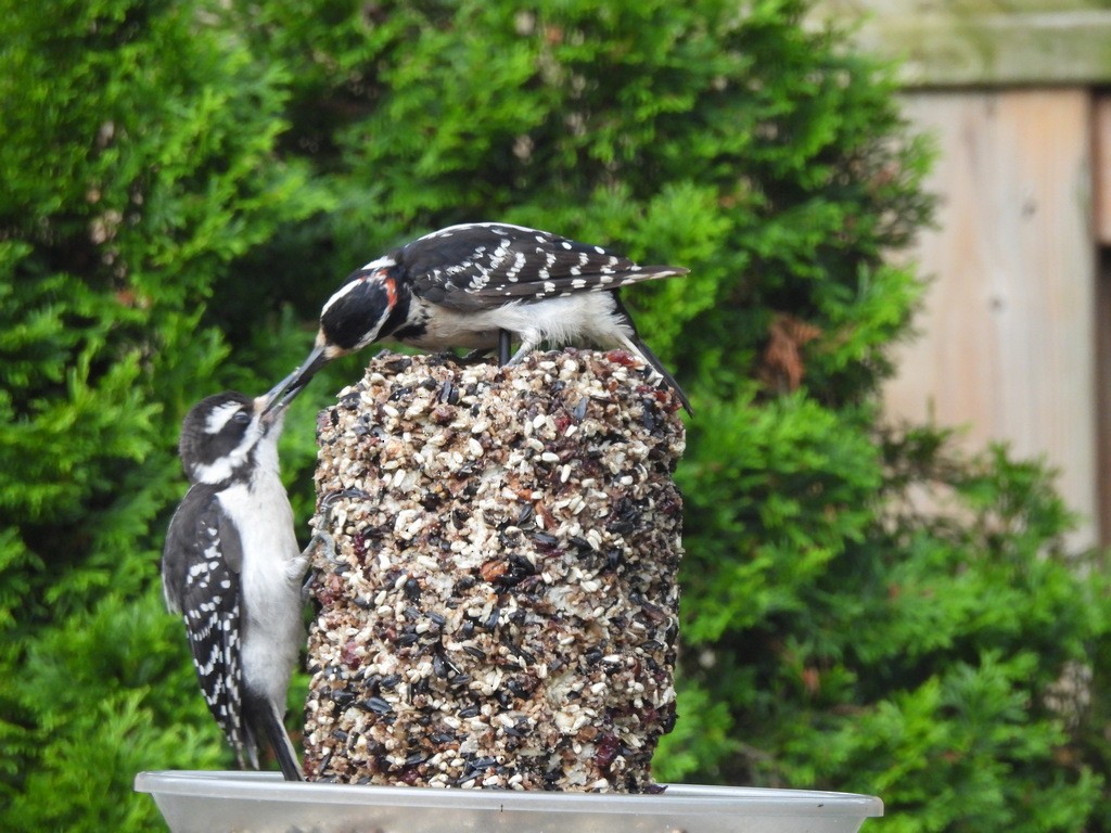 Hairy Woodpecker - ML643547696